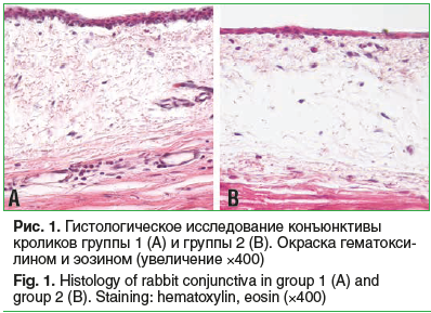 Рис. 1. Гистологическое исследование конъюнктивы кроликов группы 1 (А) и группы 2 (В). Окраска гематокси- лином и эозином (увеличение ×400) Fig. 1. Histology of rabbit conjunctiva in group 1 (A) and group 2 (B). Staining: hematoxylin, eosin (×400)