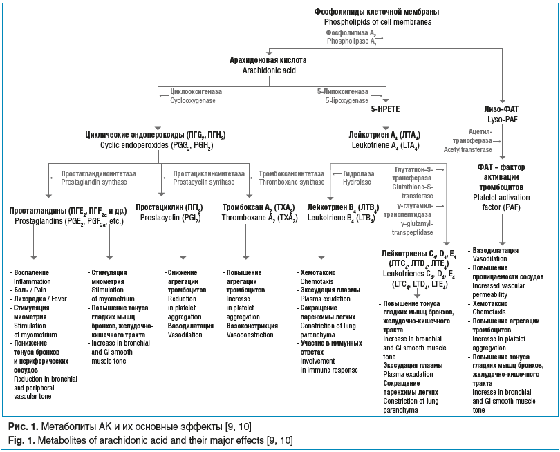 Рис. 1. Метаболиты АК и их основные эффекты [9, 10] Fig. 1. Metabolites of arachidonic acid and their major effects [9, 10]